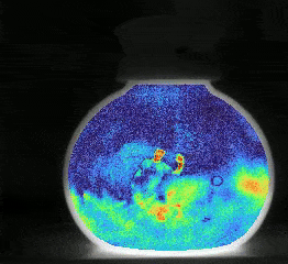 Dual Band Thermal Videography: Separating Time-Varying Reflection and Emission Near Ambient Conditions